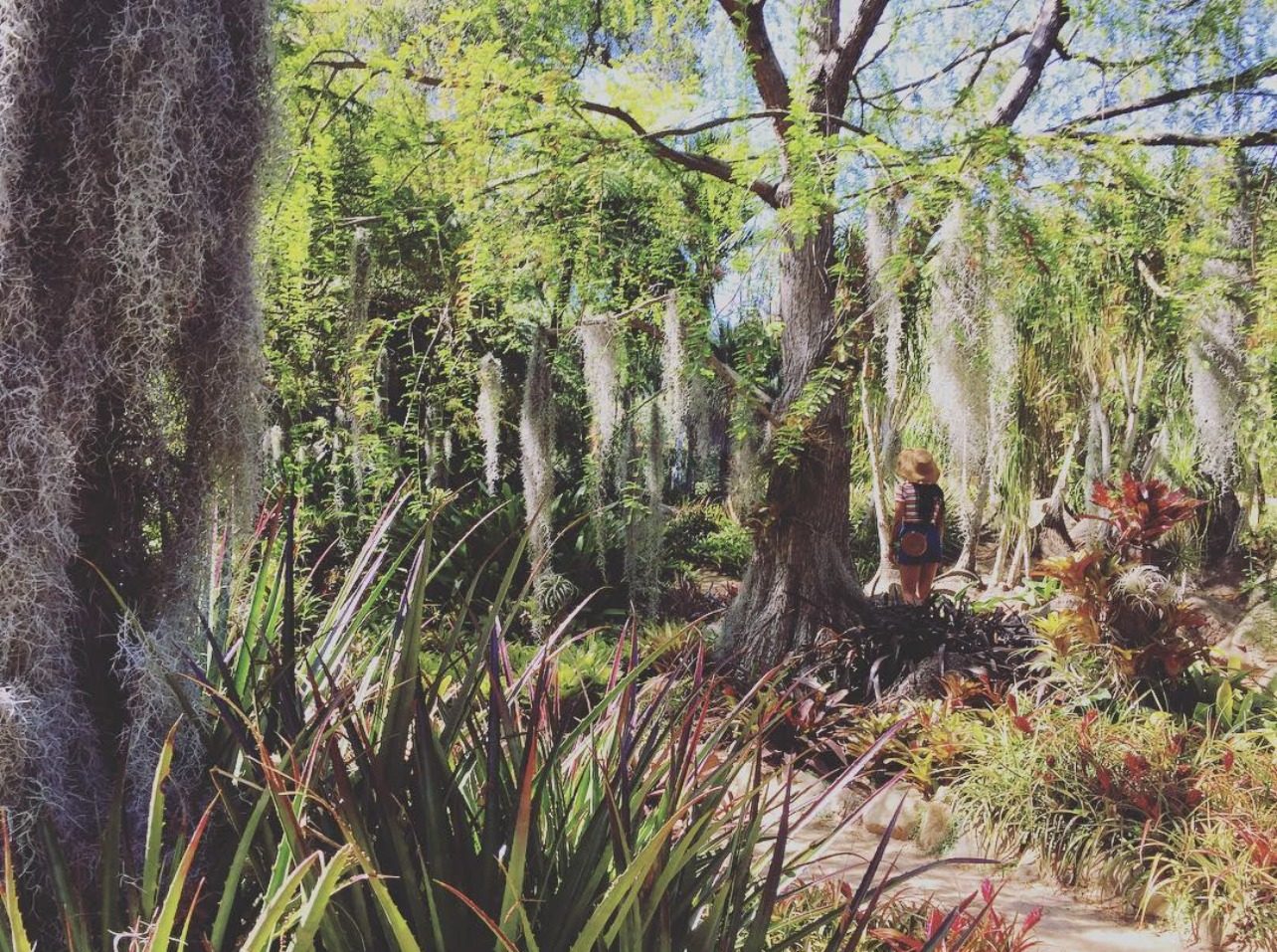 A lush California garden with Spanish moss draping from trees, ferns, and a figure walking the path.