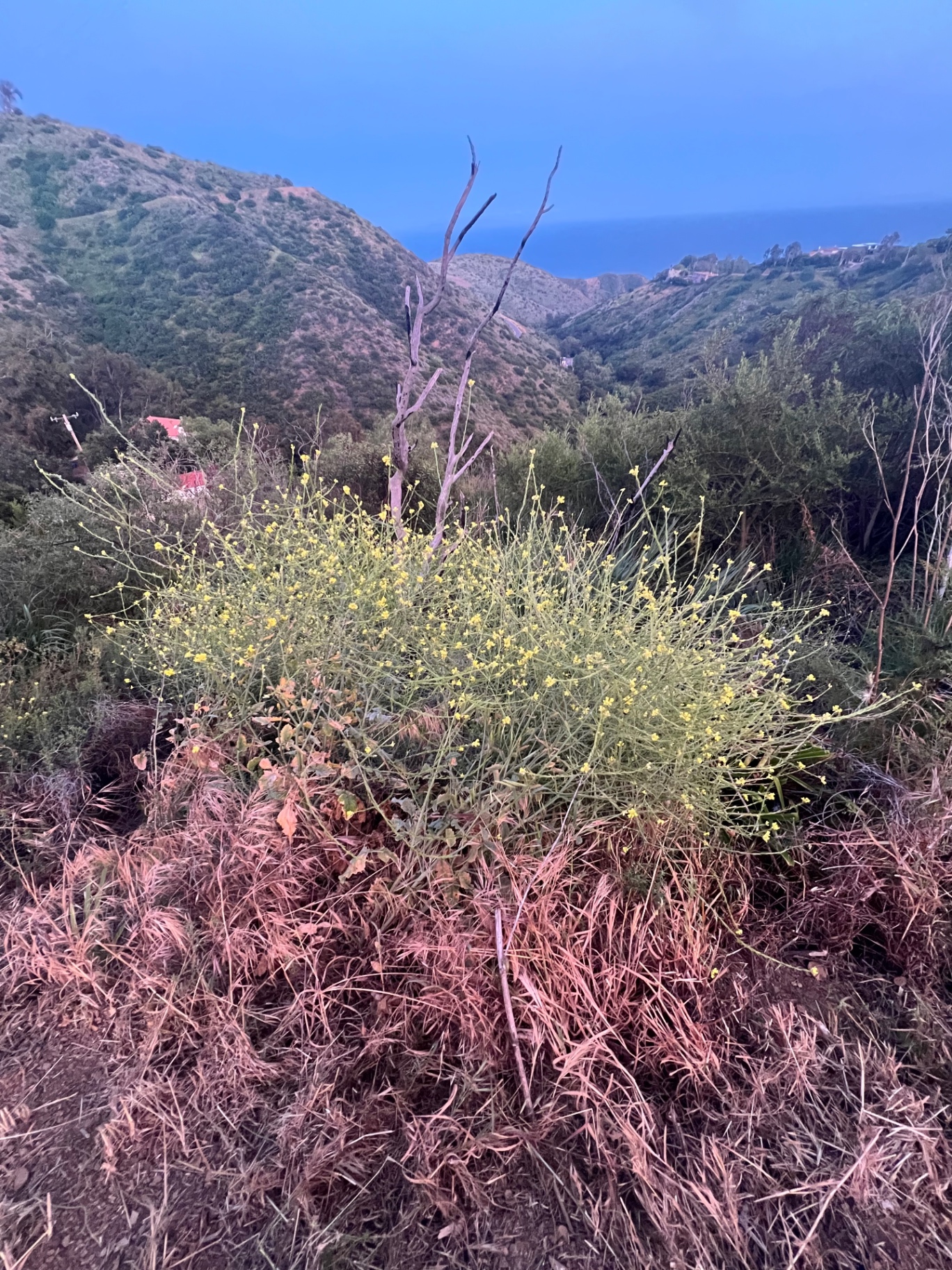 California coastal hills at dusk — a yellow-flowering shrub in the foreground, dry grasses warming to rose, green hills folding toward a sliver of ocean under a soft blue sky.