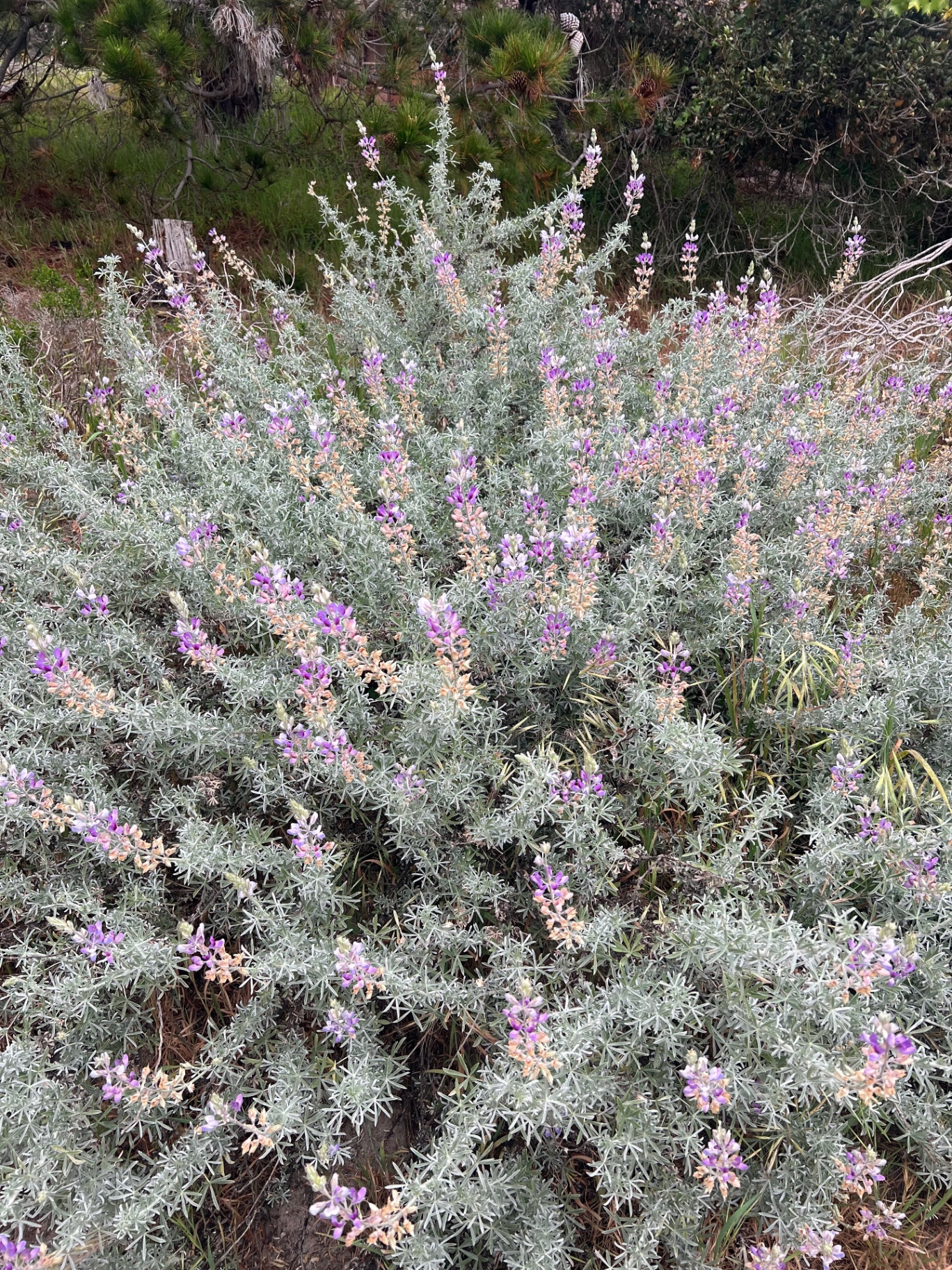 A silver-leafed California lupine bush in bloom on a coastal hillside, soft purple and apricot flowers rising through pale foliage with pines behind.