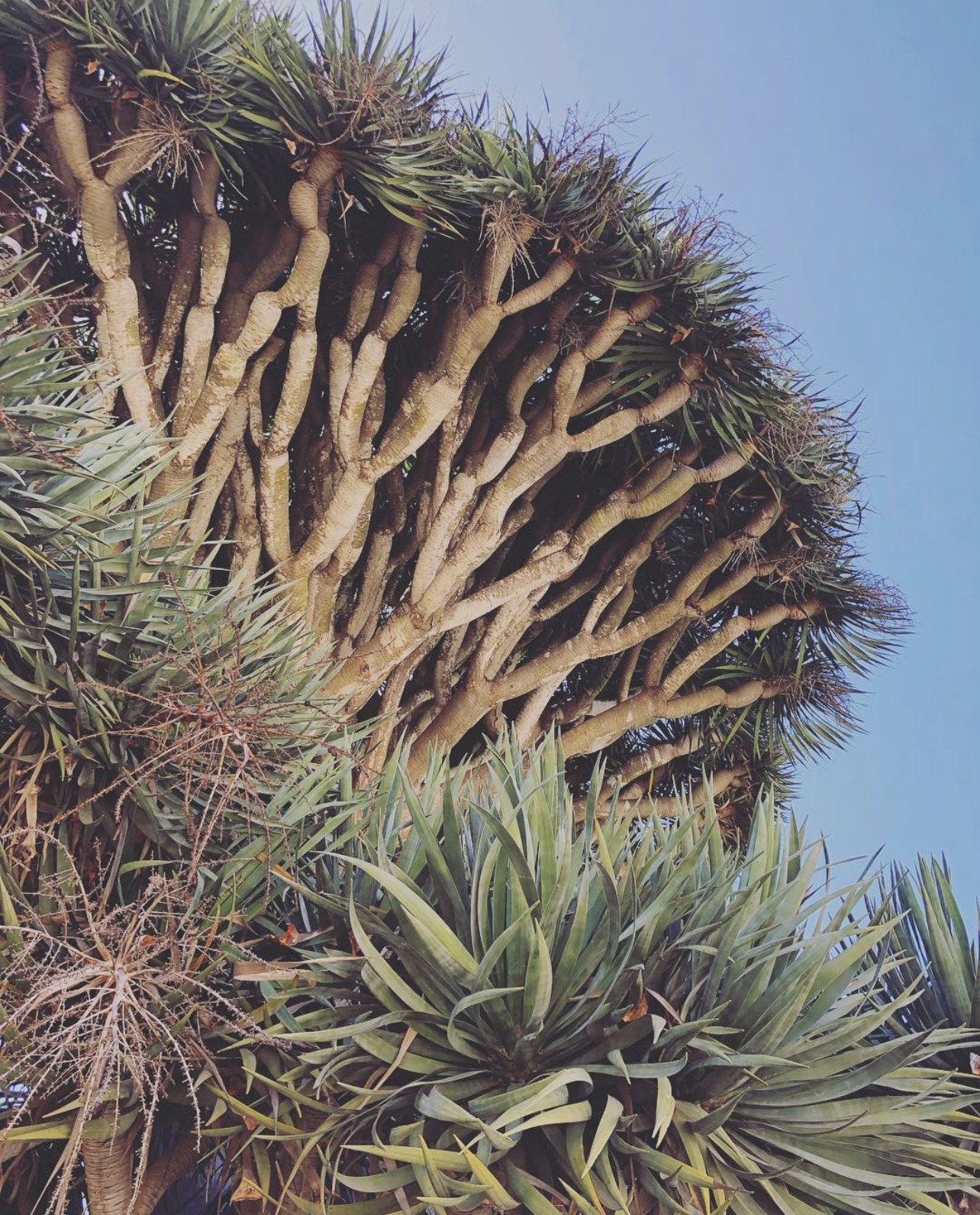A dragon tree seen from below — sculptural interwoven branches and spiky agave-like fronds against a clear blue sky.
