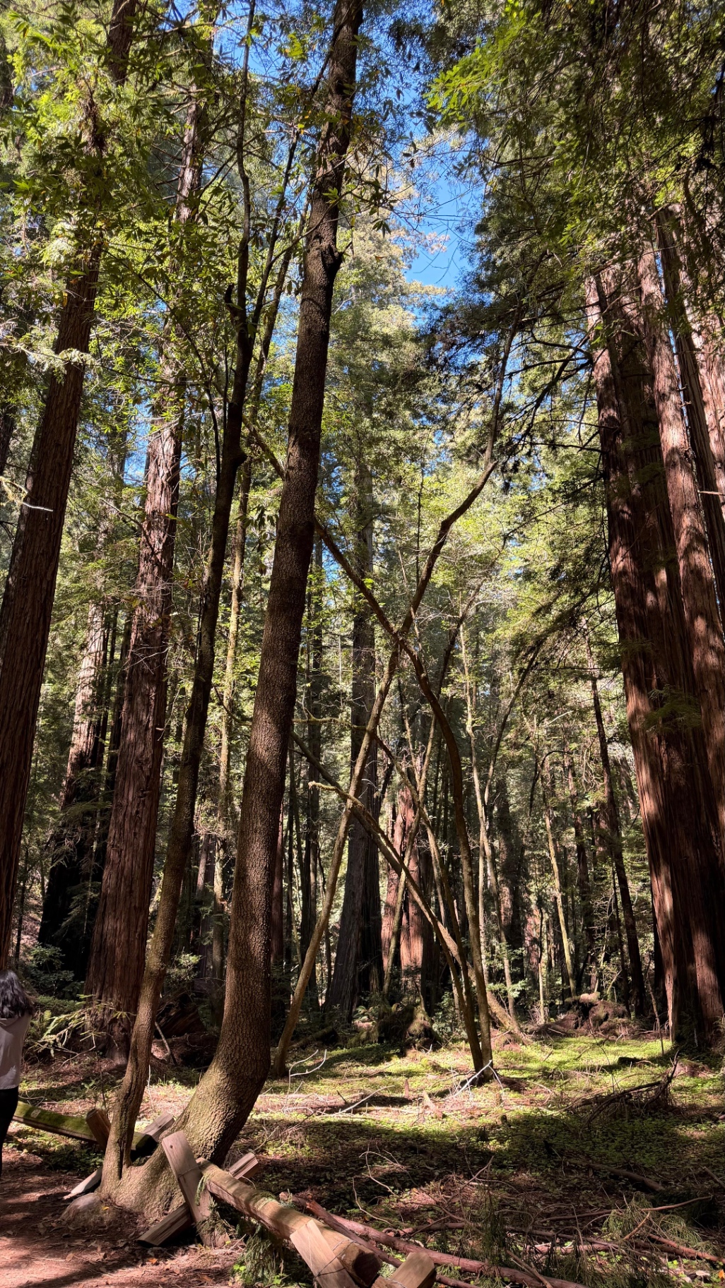 Sunlit redwood grove with russet bark and dappled green understory — cathedral light coming through the canopy.